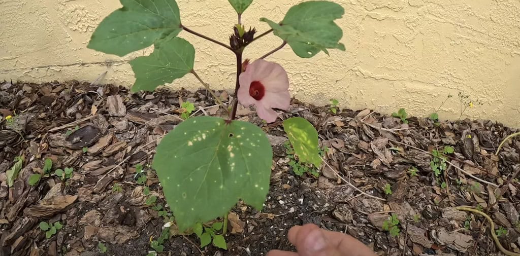 Roselle flower